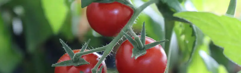 Wettbewerbsverstoß mit Strauchtomaten durch Detektive nachgewiesen